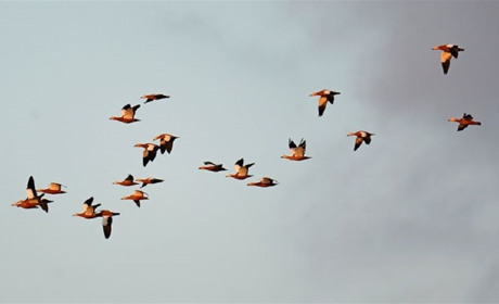 Между Утлюкским и Молочным лиманом: какие птицы из Красной книги зимуют в Приазовье?