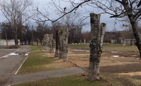 У Новій Каховці зрізали 700 старих дерев