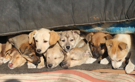 Собача історія: у Старокостянтинові в тимчасовому притулку живуть 90 чотирилапих