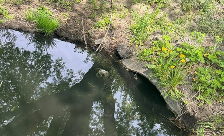 У Звягелі зафіксували забруднення води в озері: екоінспекція