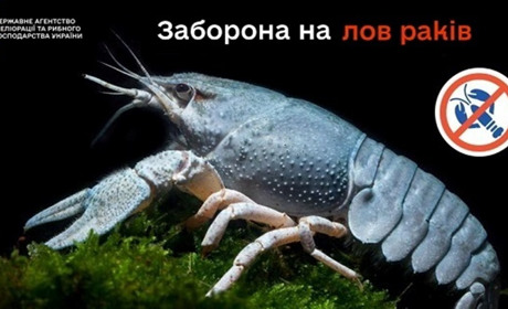 З 1 грудня діє Вінниччині діє заборона на вилов річкових раків: штраф від 3 332 грн за кожного рака