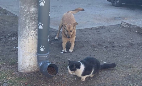 Годівнички для безпритульних тварин у Нікополі: Ігор Черновол про реалізацію зоопроєкту