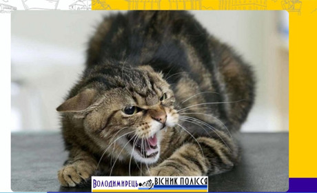В одному з сіл Антонівської громади через укус скаженого кота захворіла людина