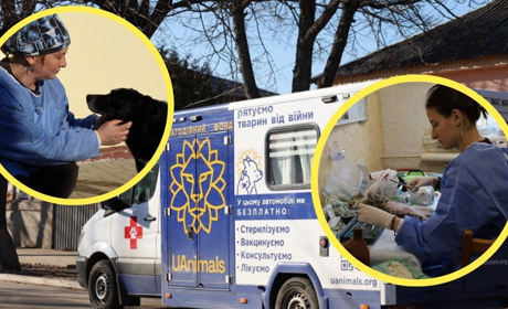 За чотири дні стерилізували 264 тварини. Репортаж, як у Глухові працювала команда UAnimals