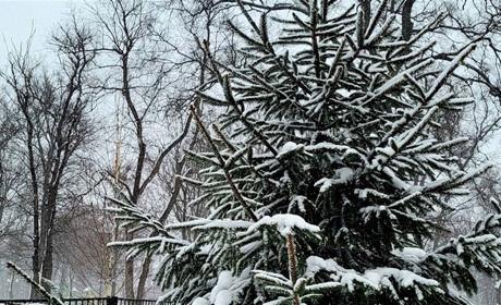 Погода на тиждень – мороз послабиться на Гадяччині, але буде вітряно й слизько