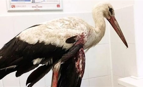 Стріляли у лелек: на Старокостянтинівщині поліцейські відкрили кримінальне провадження