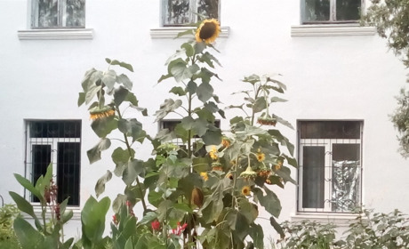 Приєднуйтеся до «Соняха» пам'яті