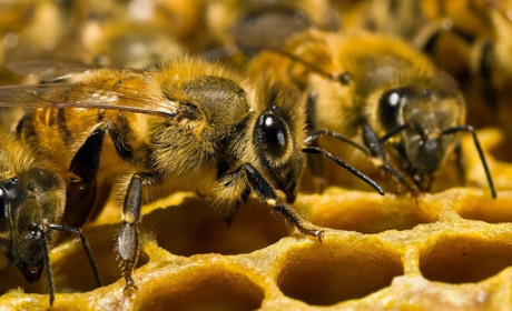 Почем будет мед 2020-го? Пчеловоды Мелитопольщины обеспокоены массовым мором пчелиных семей 