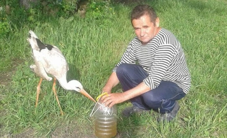 Лелека з осені господарює в дворі степангородців, ходить з дідом рибалити і ловить щурів у хліві