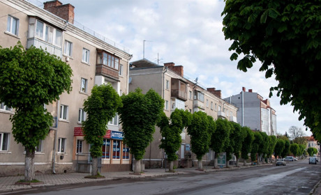 Каштани Чорткова лікуватимуть від мінуючої молі
