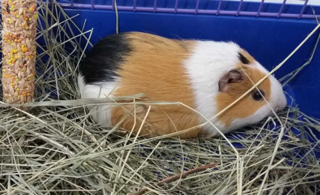 В Троїцькому відкрився новий "Зоомагазин" для ваших домашніх улюбленців