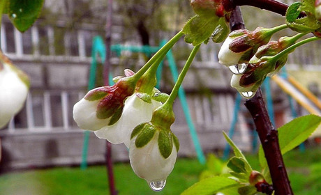 На початку наступного тижня дощитиме: прогноз погоди на 31 березня - 2 квітня