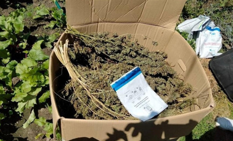 На Чернігівщині поліцейські виявили велику кількість наркозілля