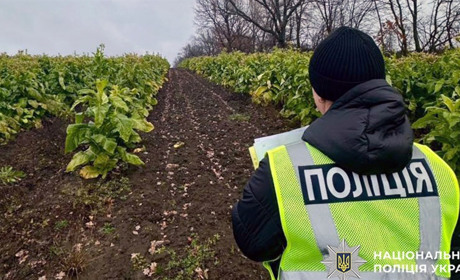 Викрили групу осіб на нелегальному вирощуванні тютюну та виготовленні тютюнової продукції