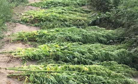 На Фастівщині виявили поле, засіяне кущами конопель