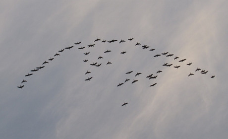 Остановись и подними голову: летят гусиные стаи над городом 