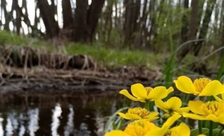 Мокрянський ентомологічний заказник. Природно-заповідний об'єкт де зафіксовані рідкісні види комах
