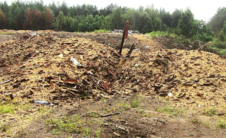 З лісгоспу на Звягельщині стягнуть понад 1 млн грн за заподіяну довкіллю шкоди