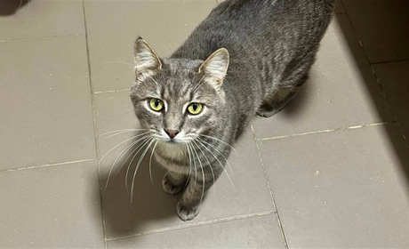 Волонтерка з Бару шукає дім для врятованих котів і киць