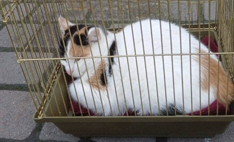 Штраф за тримання кота у клітці для гризунів: дрогобицький суд прийняв рішення