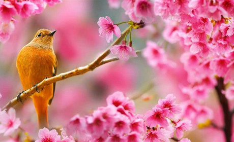 Квітень прийде з потеплінням, та все ж місцями трохи дощитиме. Прогноз погоди від синоптиків