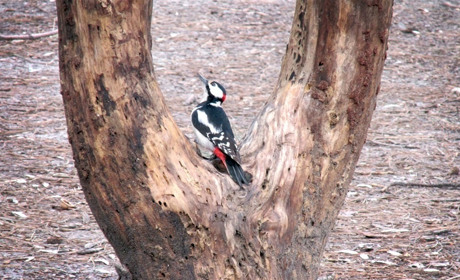 Где в Мелитополе можно увидеть Жар-птицу из сказки: знает и расскажет орнитолог