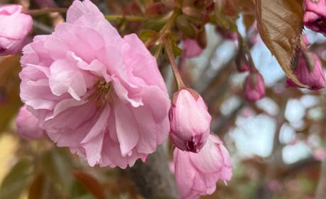 Коли цвіт триває мить, а історія — на роки: як сакури стали частинкою Первомайська