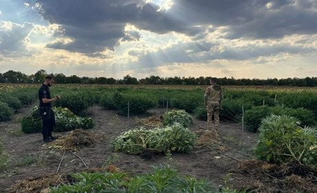 На Херсонщині виявили три ділянки з посівами конопель — на понад 40 мільйонів гривень