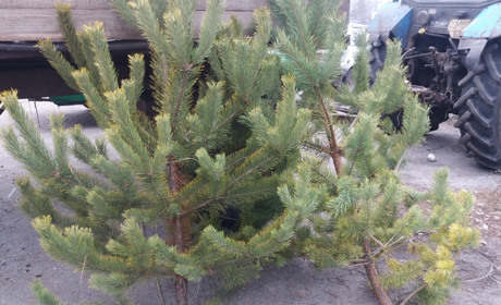 Порахували: живу ялинку у Сватовому дешевше купити, ніж попастися на незаконній вирубці 