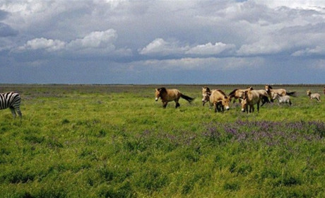 В Асканії-Новій гинуть тварини: яка причина