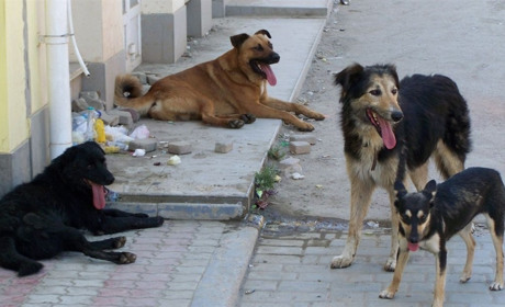 Чому собаки на одних людей гавкають, а на інших – ні. Мало хто знає про це