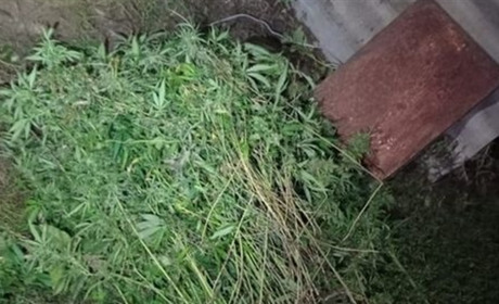 На Славутчині поліцейські викрили чергового наркоаграрія