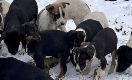 Безпритульні тварини у Жовтих Водах: відповідальність людей і потреба у стерилізації