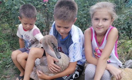 Одуд та лебідь облюбували двір родини Читалових в Петропавлівці