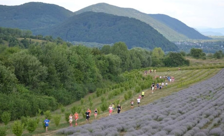 На Закарпатті відбудеться забіг «Lavanda Run 2023». Як взяти участь
