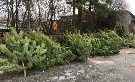 Скільки коштує та де купити новорічне дерево в Троїцькому