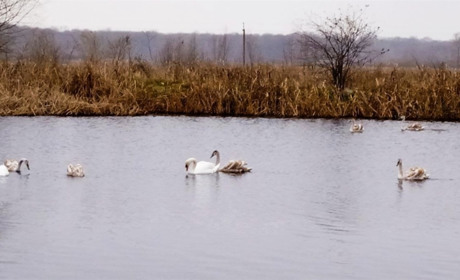 На біоставках Ніжинського водоканалу живе велика сім’я благородних лебедів