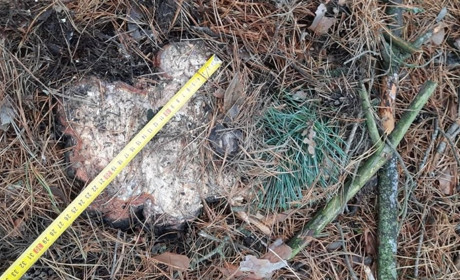 У Сарненському районі виявили незаконну вирубку на понад 60 тисяч гривень