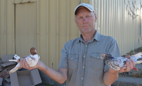 На базарі у Переяславі продавали породистих бойних голубів