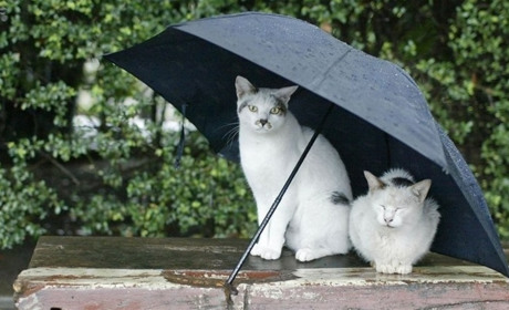 Про всяк випадок беріть парасольки: найближчими днями синоптики прогнозують дощі