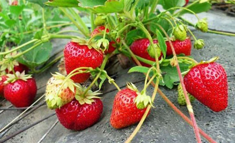 Корисні поради: вуса полуниці краще обрізати – буде відмінний урожай