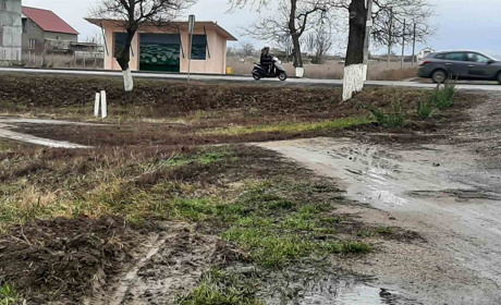 Мінус три: у Біляївці у селищі викрали нещодавно висаджені кущі ялівця