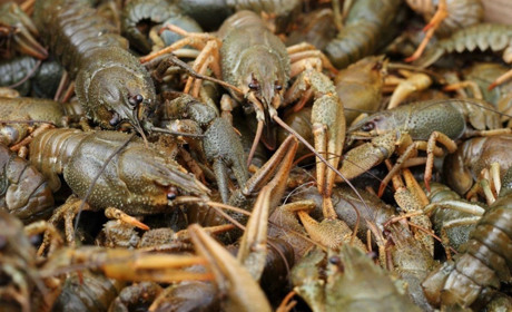 У Шосткинській громаді з 1 грудня вводять заборону на вилов раків