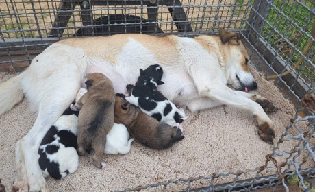 На вулицях Південноукраїнська стало менше бродячих собак