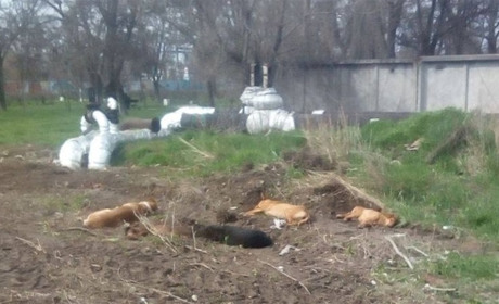 Окупованим Бердянськом блукають зграї бродячих собак