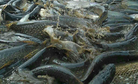 Товстолоб, щука, судак, сом: як відновити фауну Дніпра