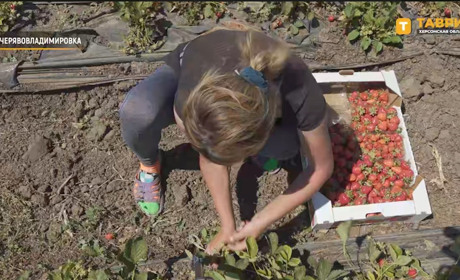 Урожай полуниці з окупованої Херсонщини вивозять до РФ