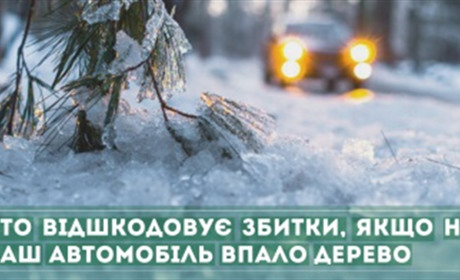 Упало дерево на авто: порядок відшкодування збитків завданих ТЗ