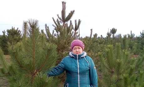 Новорічна крамниця у лісництві за селом Самарським: ми дізналися, як вирощують ялинки для свят