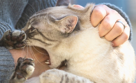 Алгоритм дій, якщо вас вкусила тварина: три кроки